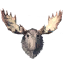 Moose