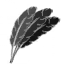 Feathers