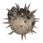 Pufferfish