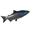 Tuna