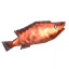 Coral Cod