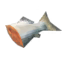 Raw Fish