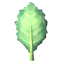 Kale