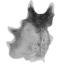 Wolf Pelt